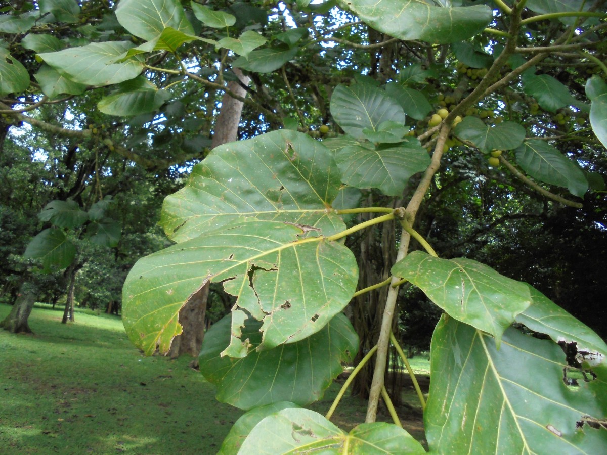 Ficus nymphaeifolia Mill.